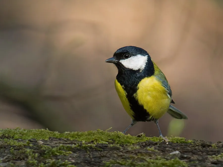 Bogatka (Parus major)