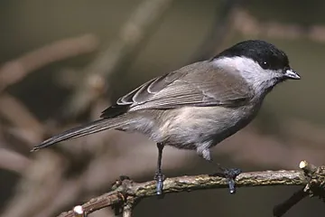 Czarnogłówka (Poecile montanus)