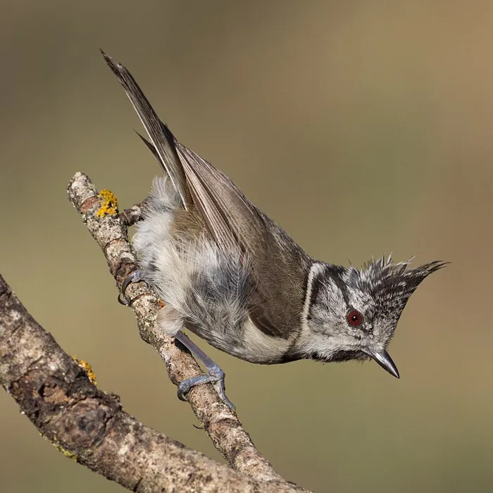 Czubatka (Lophophanes cristatus)