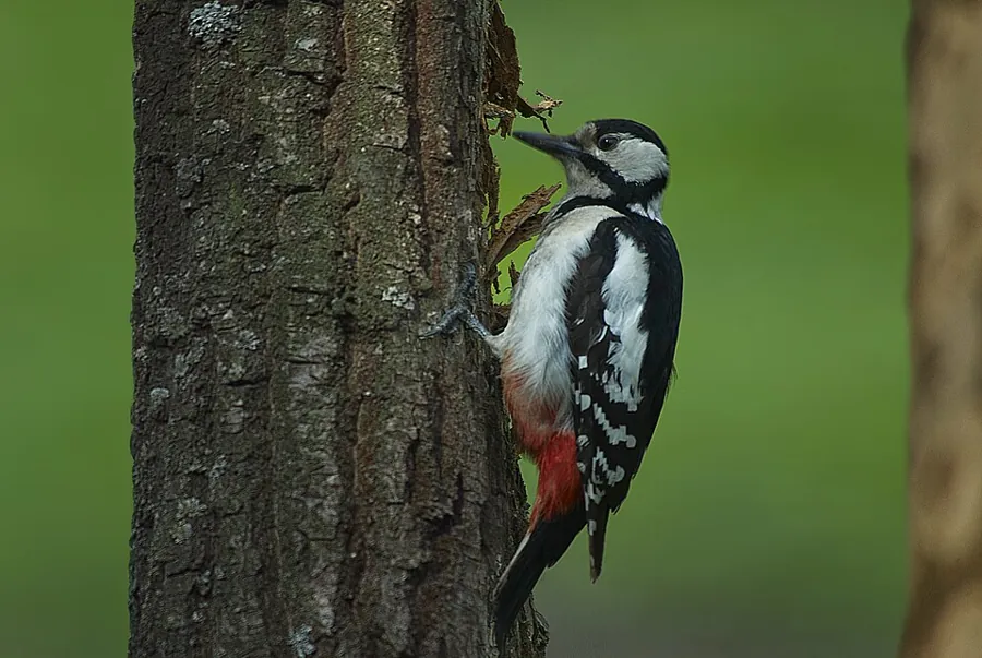 Dzięcioł duży (Dendrocopos major)