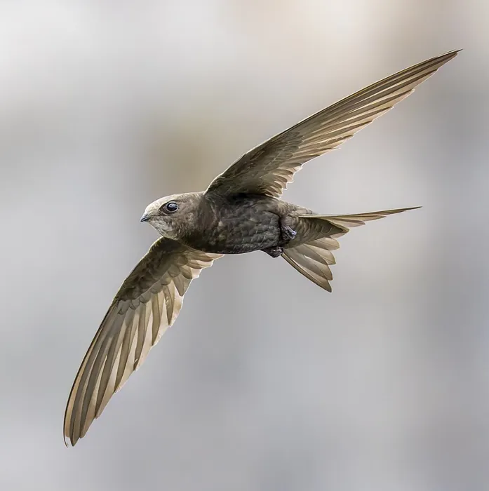 Jerzyk (Apus apus)