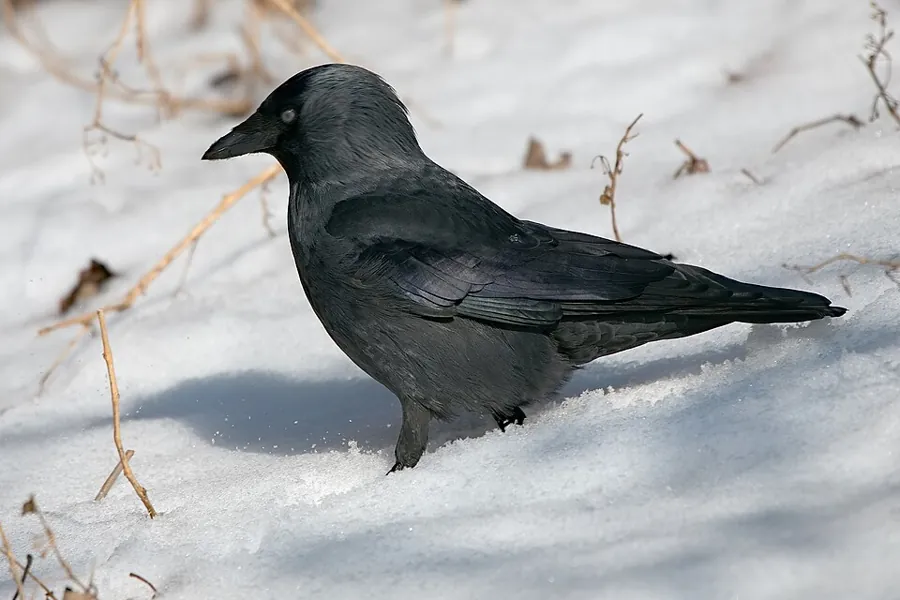 Kawka (Corvus monedula)