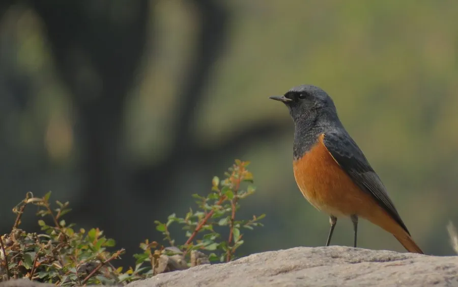 Kopciuszek (Phoenicurus ochruros)