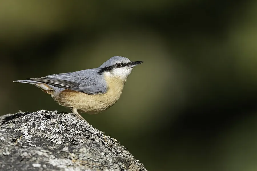 Kowalik (Sitta europaea)