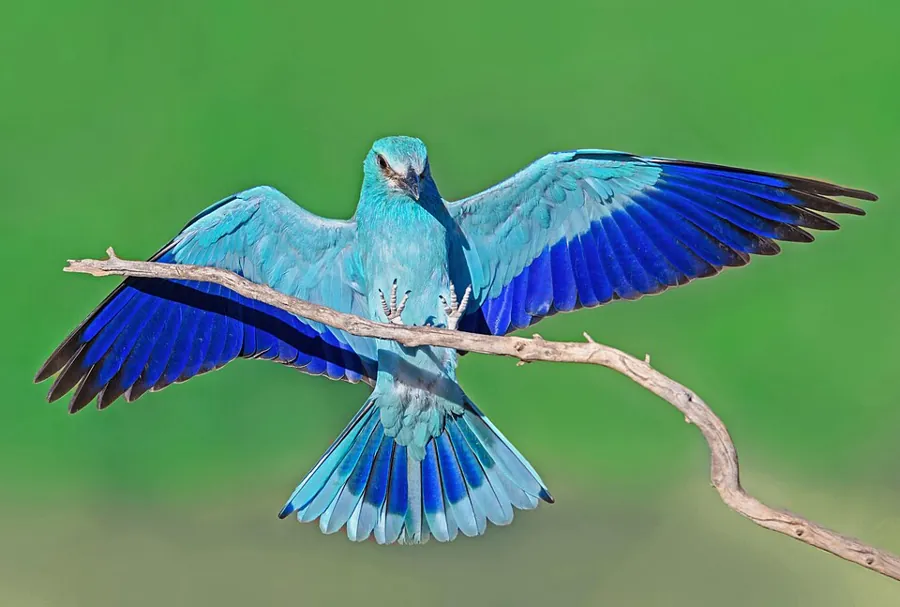 Kraska (Coracias garrulus)