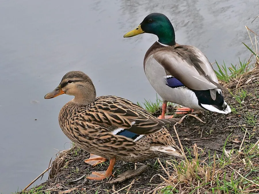 Krzyżówka (Anas platyrhynchos)