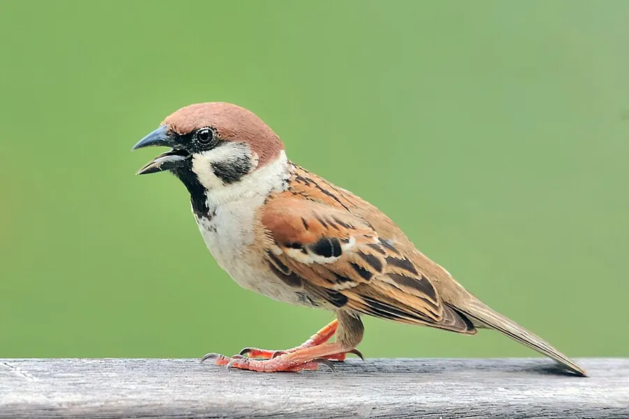 Mazurek (Passer montanus)