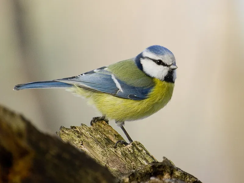 Modraszka (Cyanistes caeruleus)