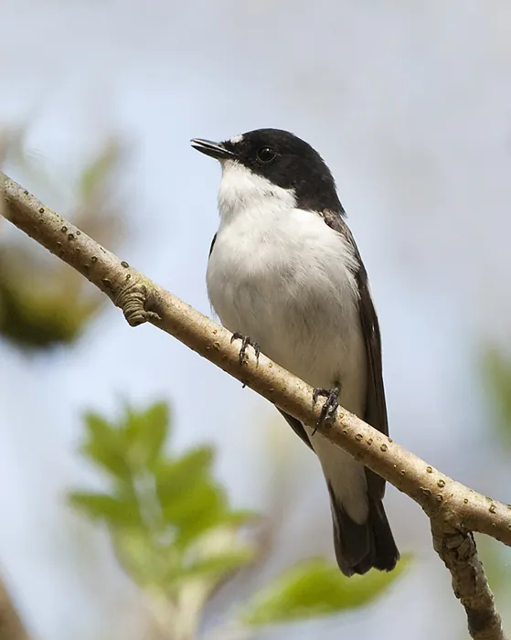 Muchołówka żałobna (Ficedula hypoleuca)