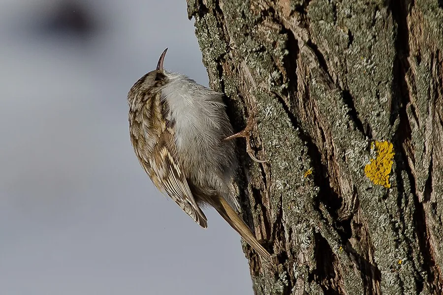 Pełzacz leśny (Certhia familiaris)