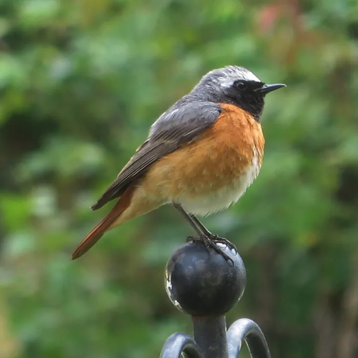Pleszka (Phoenicurus phoenicurus)