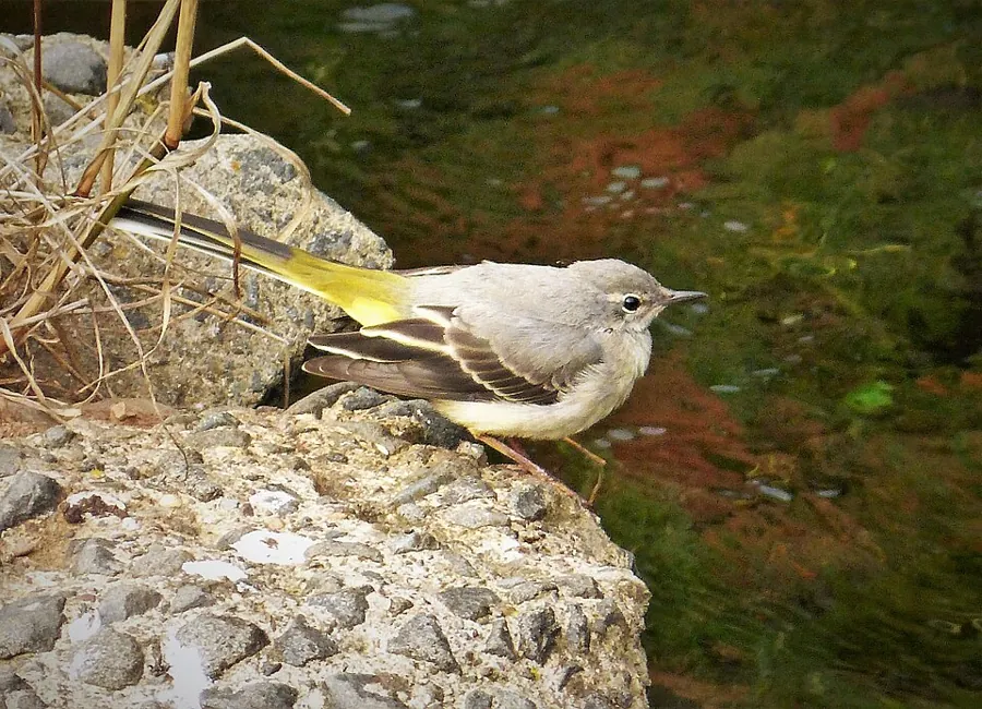 Pliszka górska (Motacilla cinerea)