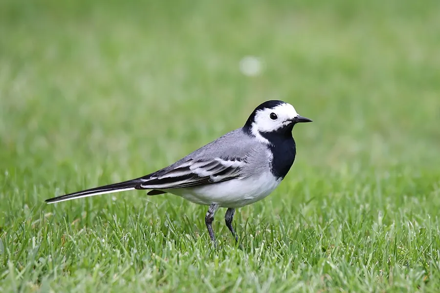 Pliszka siwa (Motacilla alba)