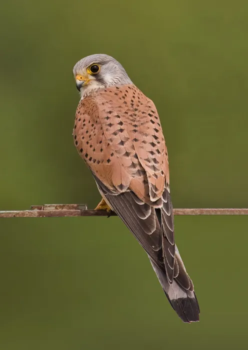 Pustułka (Falco tinnunculus)