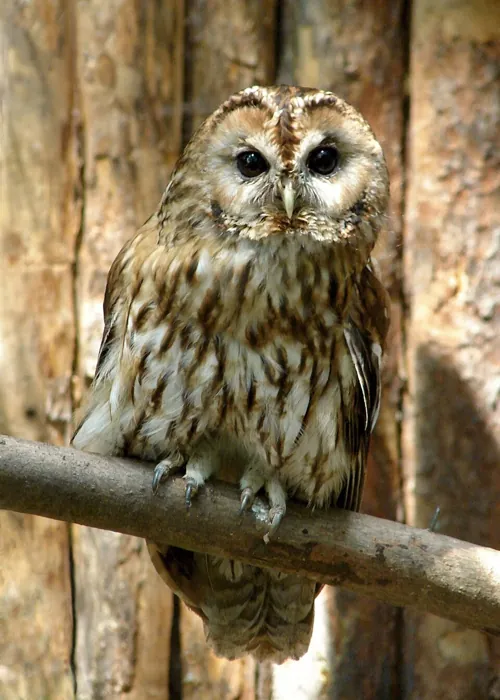 Puszczyk (Strix aluco)