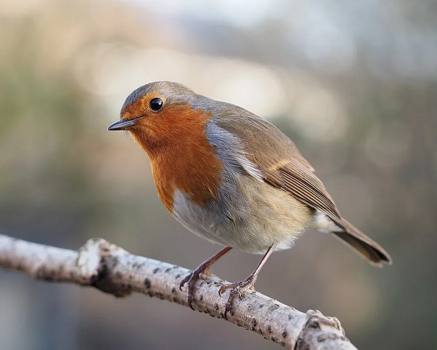 Rudzik (Erithacus rubecula)