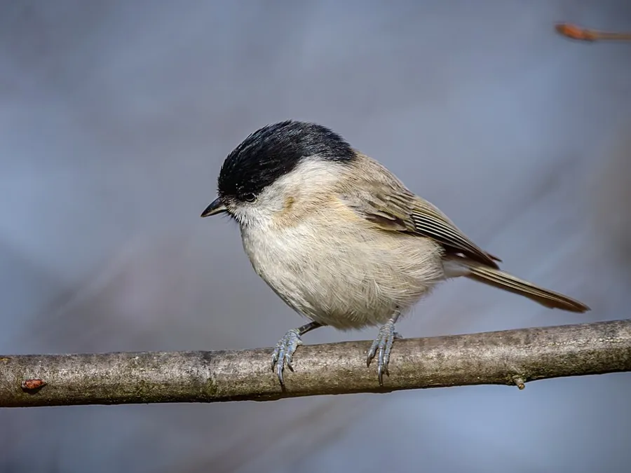 Sikora uboga (Poecile palustris)