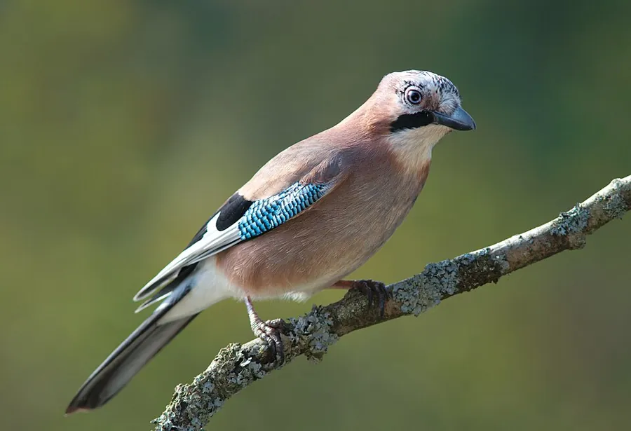 Sójka (Garrulus glandarius)