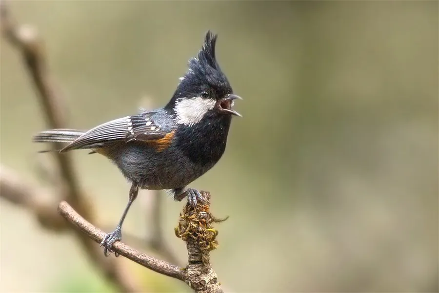 Sosnówka (Periparus ater)