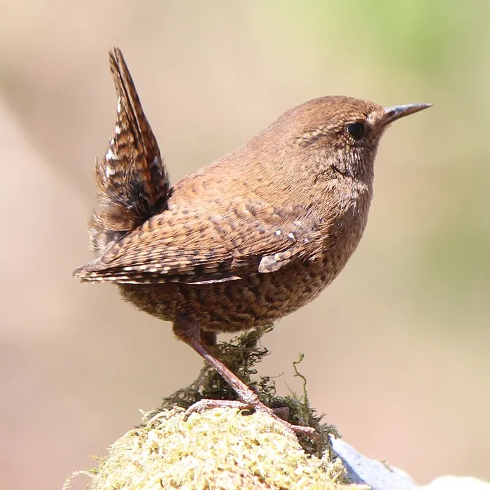 Strzyżyk (Troglodytes troglodytes)