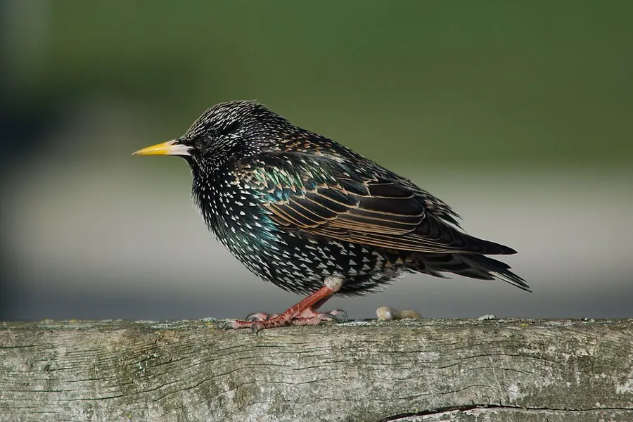Szpak (Sturnus vulgaris)