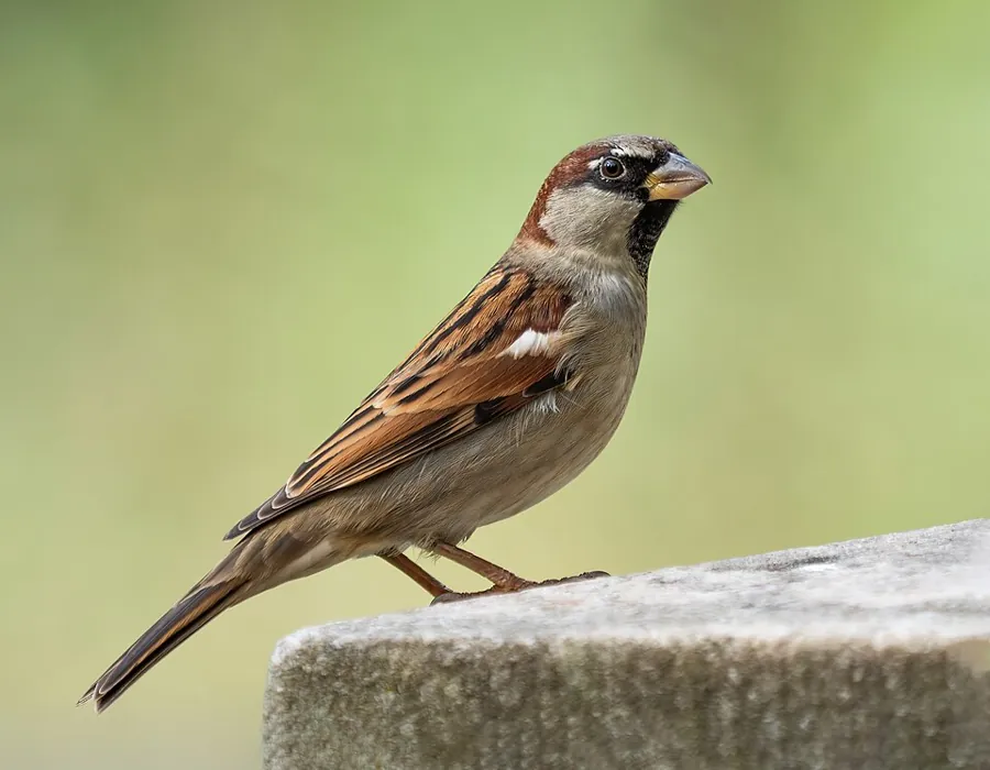 Wróbel (Passer domesticus)